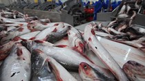 Xuất khẩu cá tra sang châu Âu giảm mạnh
