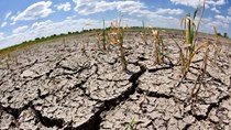 Hạn hán khiến 50.000ha đất không thể sản xuất