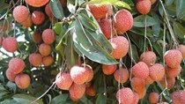Năm tới, vải đi Mỹ không cần 'quá cảnh' ở miền Nam
