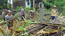 Dự thảo: Quy định giá mua mía nguyên liệu, tạo cơ chế "thuận mua vừa bán"