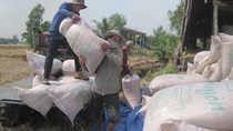 6 tháng: Gạo tiểu ngạch xuất đi Trung Quốc giảm