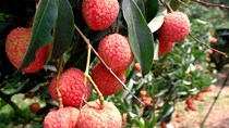 Khoảng 40% sản lượng vải thiều niên vụ 2015 xuất khẩu ra thế giới