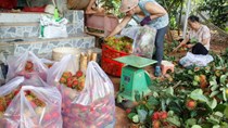 Chôm chôm được mùa, giá giảm mạnh