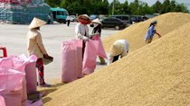 Tính từ đầu năm, giá lúa giảm gần 10%