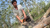 Lại chặt trên 700ha cao su để trồng điều và cây khác