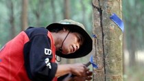 Thái Lan muốn Việt Nam gia nhập tập đoàn cao su Quốc tế nhằm bình ổn giá
