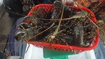 Khánh Hòa: Người nuôi tôm hùm lao đao vì trượt giá, lỗ lớn