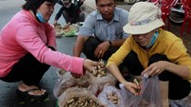 Mất mùa, nấm mối được giá