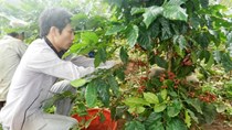 Thế mạnh thành... thế yếu: Cà phê Khe Sanh... tụt dốc