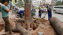 Hà Nội kỷ luật nhiều cá nhân liên quan vụ thay thế cây xanh
