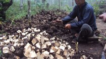  Khoai môn ế ẩm, nông dân bấm bụng băm cho cá ăn