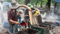 Cục chăn nuôi: Không nên xua đuổi đàn ong
