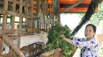 Khoai lang miền Tây rớt giá thê thảm