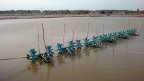 Tiền Giang: Diện tích và sản lượng tôm nuôi nước lợ giảm mạnh