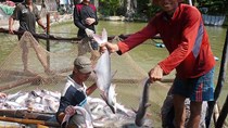 ​Diện tích nuôi cá tra của doanh nghiệp tăng