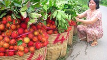  Tỉ giá “hại” nông sản