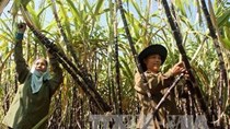 100% diện tích mía ở Hậu Giang đã được bao tiêu đầu ra