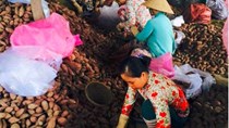 Giải cứu khoai lang bị thương lái Trung Quốc ép giá 100 đồng/kg
