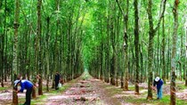 Cao su Việt Nam cố gắng “thoát Trung”