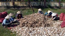 Tồn kho 500.000 tấn, tạm dừng mức thuế suất thuế xuất khẩu 5% đối với mặt hàng sắn
