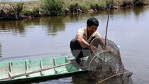 Tập trung giải quyết khó khăn trong sản xuất tôm nước lợ