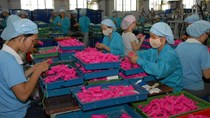 Ngành nhựa: Dễ gì bài toán nguyên liệu