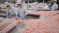 6 tháng xuất khẩu cá tra sang Trung Quốc tăng 50% cùng kỳ năm trước