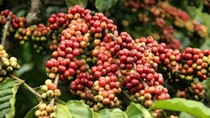 Sản lượng cà phê Việt Nam niên vụ 2015 giảm 15%