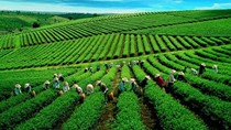 1 tổ chức và 8 cá nhân đăng ký mua hết 11,78 triệu cổ phần Vinatea