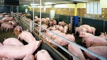 Thịt, sữa ngoại giá rẻ tràn ngập, nông dân hết đường sống?