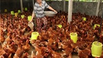 Sự thật gây "sốc": Người chăn nuôi lãi... 2.000 đồng/ con gà 