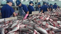 Chính phủ đồng ý sửa đổi Nghị định 36 về nuôi, chế biến và xuất khẩu cá tra 