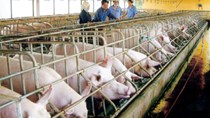 Chăn nuôi: Thị trường nội vẫn hấp dẫn "đại gia" FDI
