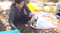 Trung Quốc lùng sục thu mua cau non