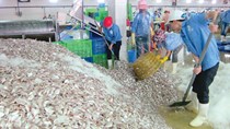 Doanh nghiệp chế biến thủy sản tại Thanh Hóa ‘đói’ nguyên liệu