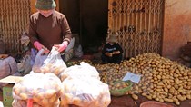 Cấm đưa khoai tây Trung Quốc vào bán tại Chợ nông sản Đà Lạt