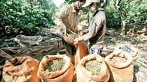 Việt Nam chịu tác động của El Nino suốt ba năm 2014-2016