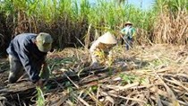 Sản lượng đường của Thái Lan thấp nhất trong 9 năm do hạn hán