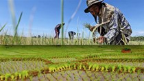 Thái Lan đối mặt với tình trạng hạn hán nghiêm trọng 