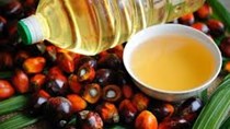Malaysia duy trì sản xuất dầu cọ để đảm bảo nguồn cung toàn cầu