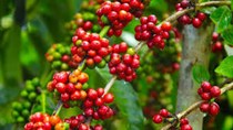 Người trồng cà phê Colombia hưởng lợi nhờ đồng peso giảm giá