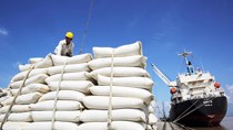 Đoàn công tác liên ngành kiểm soát hoạt động xuất nhập khẩu lúa gạo 