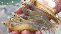 TT thủy sản 3/6: Tôm Cà Mau- mũi nhọn kinh tế của tỉnh đã có dấu hiệu phục hồi