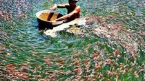 TT Thủy sản 5/6: Châu Âu có dấu hiệu phục hồi mạnh mẽ sau dịch Covid-19