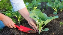 Nhập khẩu phân bón từ Trung Quốc trong 4 tháng đầu năm chiếm 41% thị phần