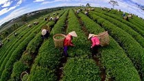 Xuất khẩu chè 4 tháng đầu năm đạt 55 triệu USD