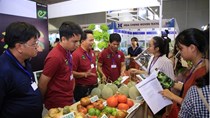 TT rau quả 22/6: Doanh nghiệp gặp khó khi mong muốn đa dạng hóa thị trường xuất khẩu 
