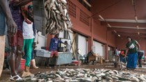 Đánh bắt cá đang gặp “nguy hiểm” ở các nước đang phát triển