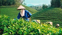 Hỗ trợ thúc đẩy phát triển sản xuất chè bền vững