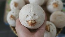 TT rau quả ngày 1/7: “Cơn sốt” giải nhiệt từ quả dừa xiêm tý hon